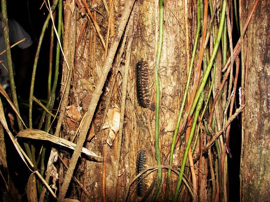 Zwei Tractorpillars klettern einen Baumstamm hoch.