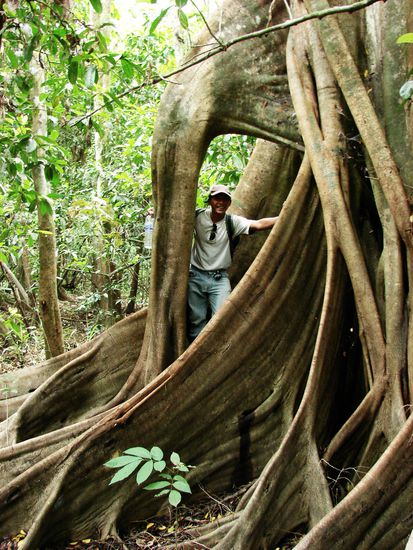 Unser Guide Alloy hinter den gewaltigen Brettwurzeln eines uralten Baumriesen.