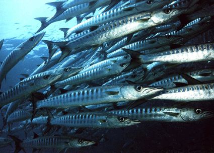 Barracudas