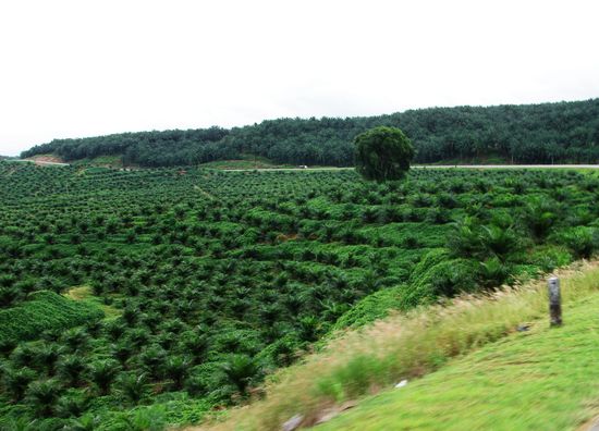 Oelpalmenpflanzung am weg nach Tawau.