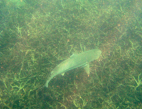 Knapp 1,5 m langer Black Tip Reef Shark am Shark Point.