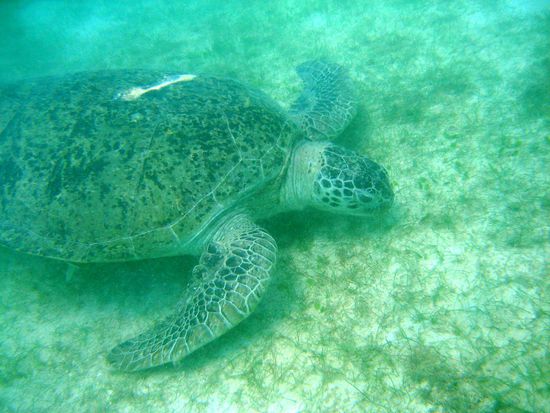 In Turtle Bay grasen die Meeresschildkroeten den Boden auf der Suche nach Nahrung ab.
