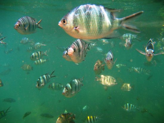 Im Coral Garden waren wir von tausenden kleinen bunten Korallenfischen in naechster Naehe umzingelt.