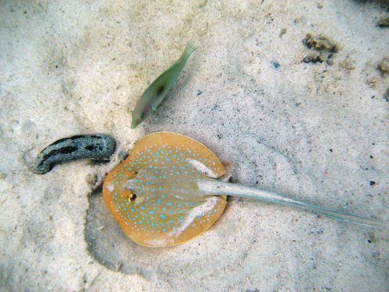 Wer beobachtet wen? Baby-Stingray, Seegurke und Korallenfisch am Romantic Beach.