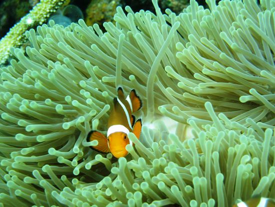 Clownfisch beim Durchstreifen der Korallen des Romantic Beach.