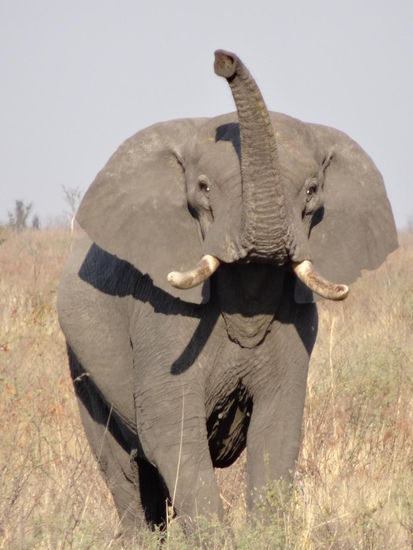 Herzlich Willkommen im Chobe Nationalpark