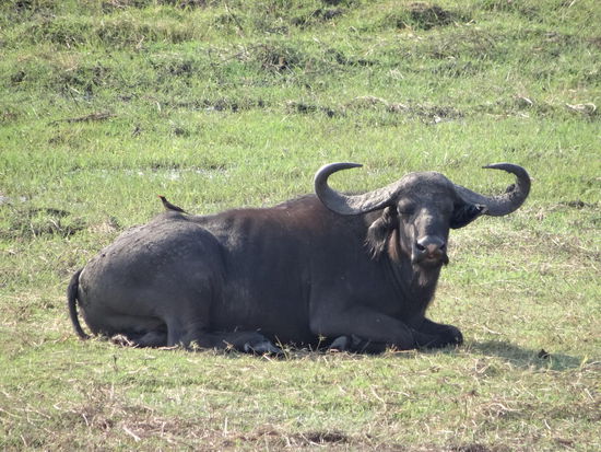 Noch einer der BIG 5 - Wasserbüffel