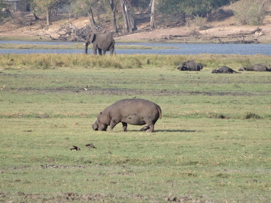 .....und hier 3 der BIG 5 - alle auf einem Bild. Nilpferd, Büffel und Elefant