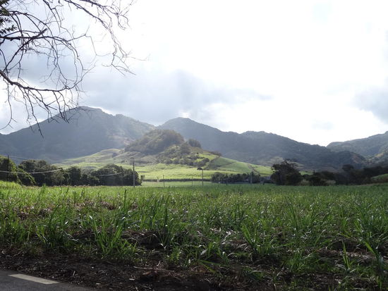 Ca 50 Prozent der Insel sind mt Zuckerrohrfeldern bedeckt und machen den Charme des Landesinneren aus