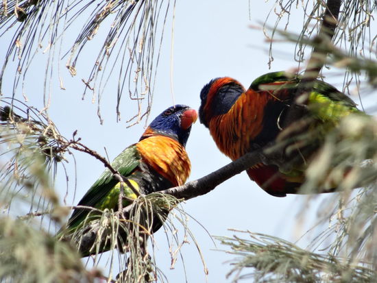 ....und überall bunte Vögel......