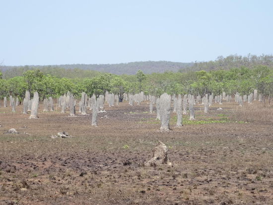 ein ganzes Termitenfeld.......sah aus wie auf einem Friedhof.....