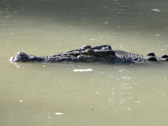 Da ist ER!!!!!!!!! ca 5 m lang....