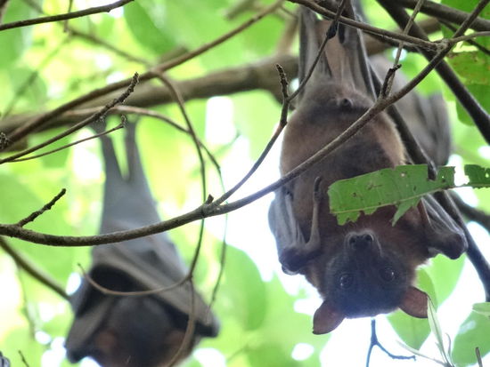 Von diesen hingen Hunderte in den Bäumen - es war schon eine hohe Kunst NICHT beschissen zu werden, Ich habe es nicht geschafft