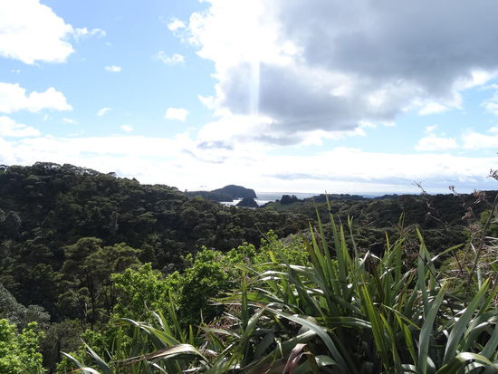 Tolle Ausblicke um Whangarei mit seinen zahlreichen Walks