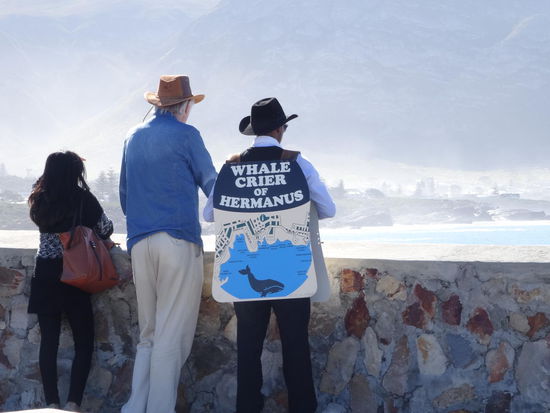 Damit man keinen Wal verpasst - gibt es den Walschreier. Er gibt mit einer lauten Trompete Signale, wenn ein Wal gesichtet wird