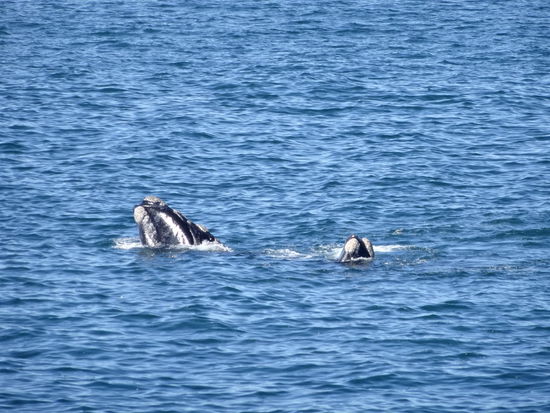 Wale von der Promenade aus