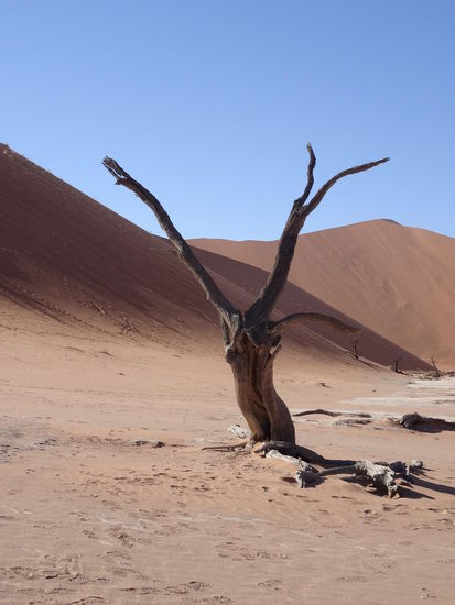 Mitten in der Wüste gab es mal Leben - Deadsvlei