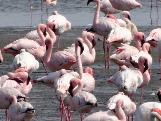 Flamingos in der Hafenstadt Walvis Bay