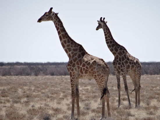 Als erstes begrüßten uns Giraffen
