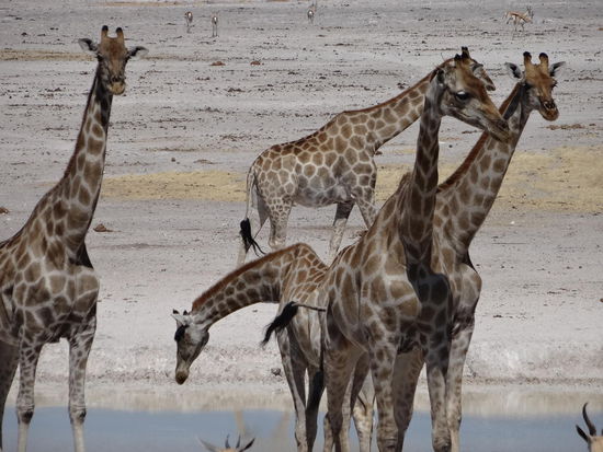 Giraffen am Wasserloch