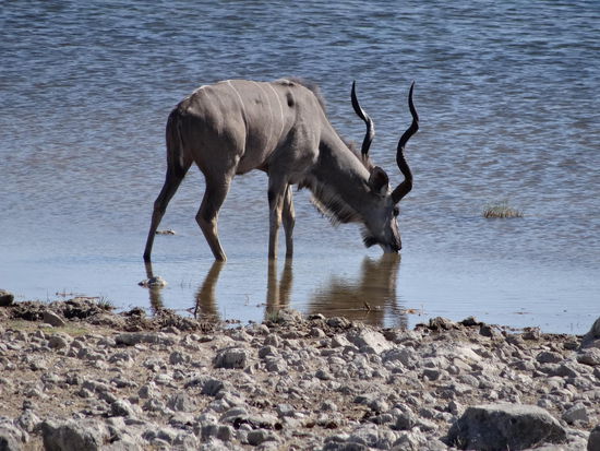 ein Kudu