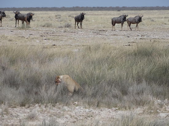 Da kommt das Mittagessen für die Löwen