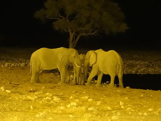 Nächtliche Besprechung am Wasserloch
