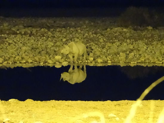 ....und das Nashorn hört mit 