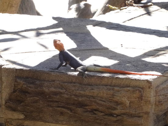 ...und selbst hier gibt es Tierchens zum Bestaunen