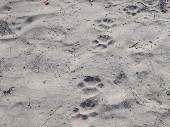 ganz frische Löwenspuren