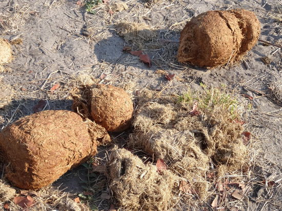 Zum Glück nur Kacke vom Elefanten gefunden