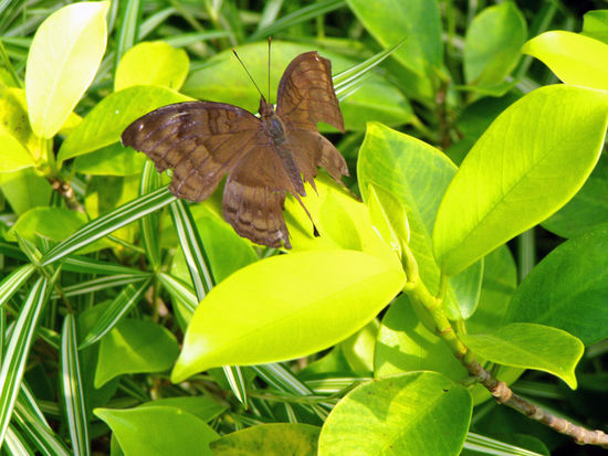 Chiang Mai - Schmetterlingsfarm, ein Riesenbrummer