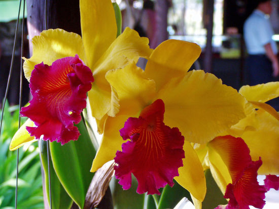 Chiang Mai - Orchideenfarm, das Wunderexemplar