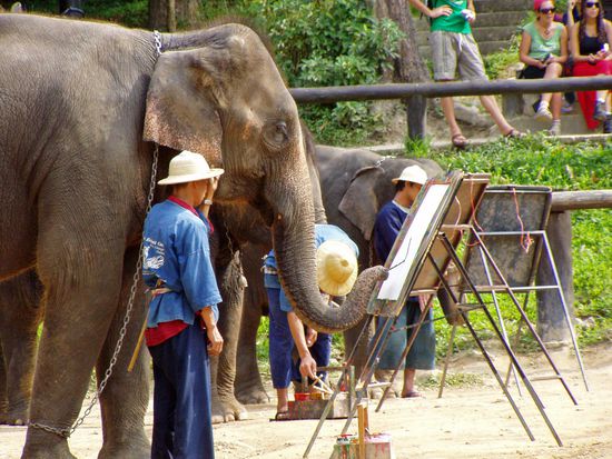 Chiang Mai - Mae Sa Elefant Camp,malende Dickhäuter...