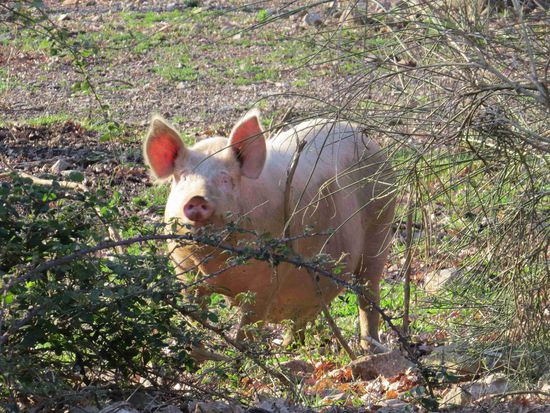 Schwein mit ordentlichem Auslauf auf der Fattoria Bonella in Cetraro