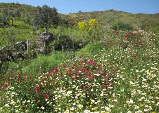 Blumenhügel zwischen Locri und Gerace