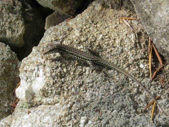 Eidechsen auf dem Weg nach Speloncato (Speluncatu)