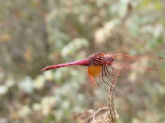 Unser Fotomodel: die rote Libelle