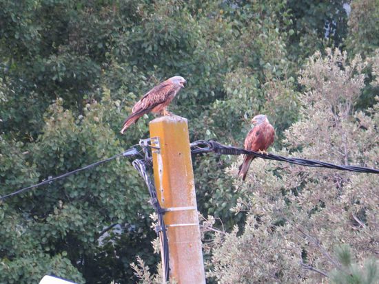 Rote Milane bei Regino