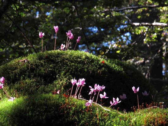 Moos und Blumen bei Vizzavona