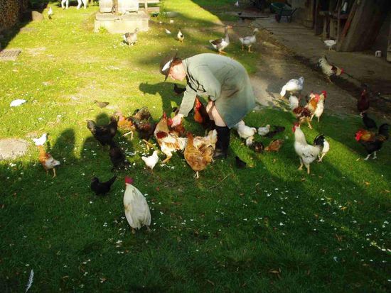 Kleinvieh wird versorgt