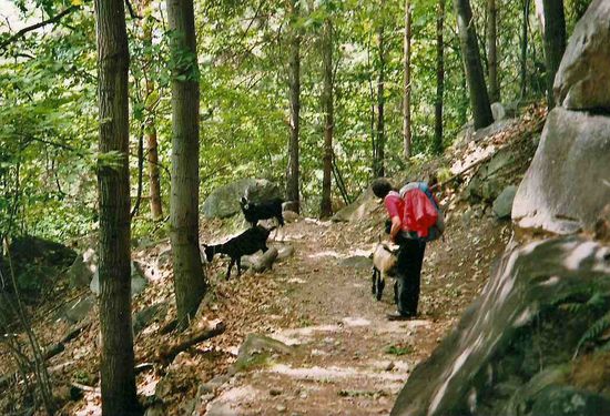 Wanderer trafen wir nicht so oft.... aber Ziegen