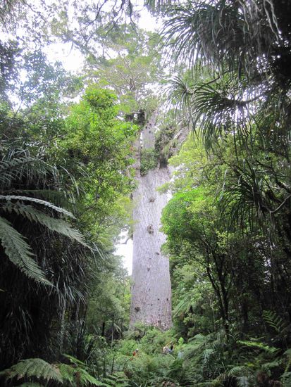 Kauri - Baum
