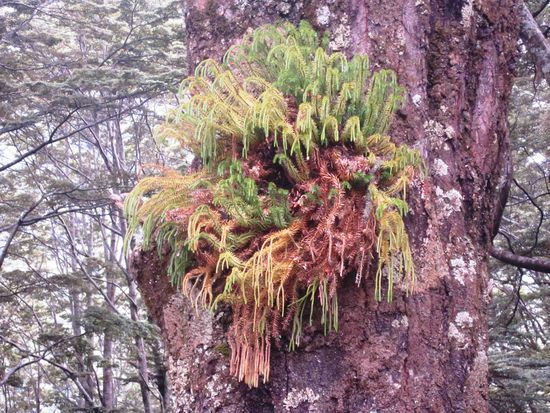 Typische Epiphyten (Baumschmarotzer)