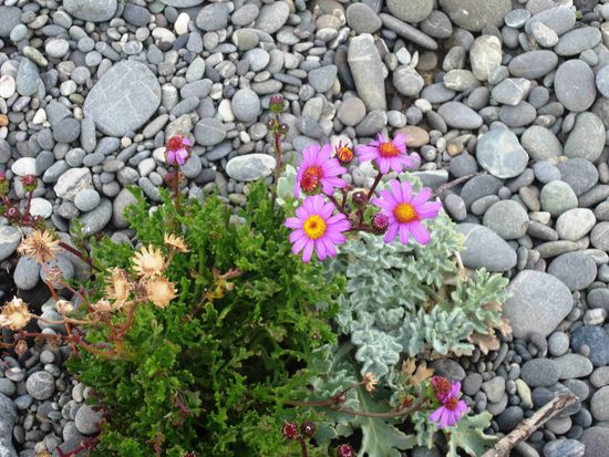 Kaitorete Spite: Blumen im Kiesbett