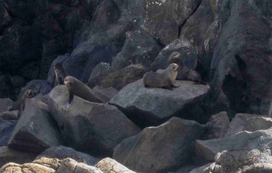 Seelöwen in der "Thumbledown Bay" der Banks Peninsula