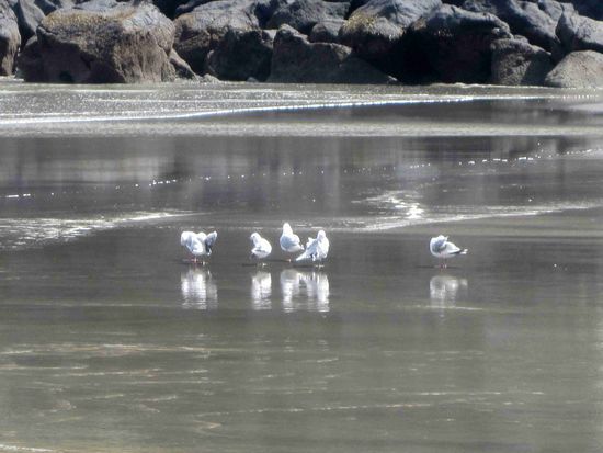 Möwen in der gleichen Bucht ("Thumbledown Bay")