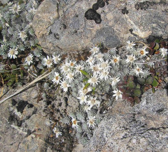 Edelweiß in Neuseeland (Arthurs Pass)