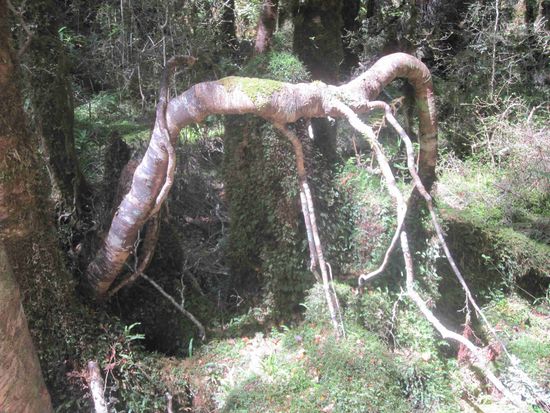 Paparoa Nationalpark