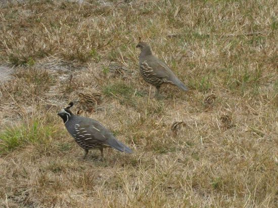 Schopfwachteln mit ihren Jungen im Abel-Tasman-Nationalpark. Die kleinen sind gut getarnt (genau hinschauen!)